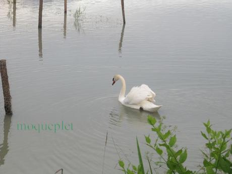 France - le lac de Barre sous un ciel gris