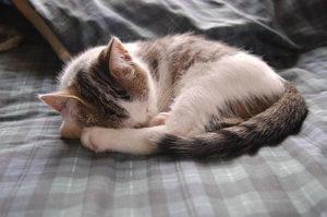 Conseils sur le sommeil du chat et rêve t – il ?