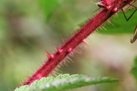 12 rubus phoenicolasius romi 30 sept 2014 016 (3).jpg