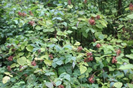 7 rubus phoenicolasius romi 5 août 2016 069.jpg