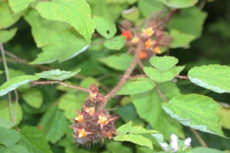 8 rubus phoenicolasius romi 5 août 2016 070.jpg