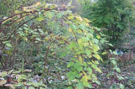 1 rubus phoenico romi 10 nov 2015 038 (1).jpg