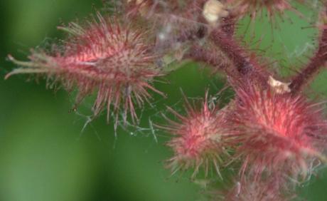 4 rubus phoenicolasius bourgeons romi 20 juin 2015 038.jpg