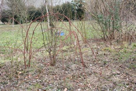2 rubus phoeni romi 14 mars 2016 028.jpg