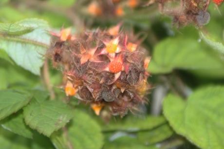 9 rubus phoenicolasius romi 5 août 2016 071.jpg