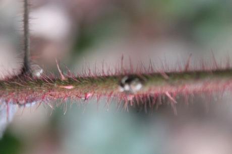 11 rubus phoeni veneux 28 fev 2015 003.jpg