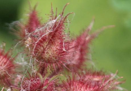 3 rubus phoenicolasius bourgeons romi 20 juin 2015 039.jpg