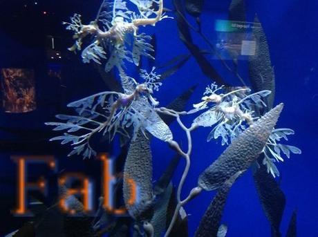 Canada - Aquarium de Toronto