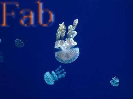 Canada - Aquarium de Toronto