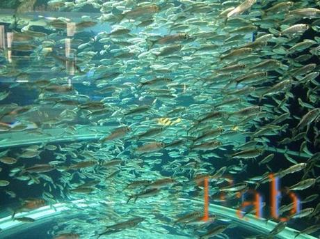 Canada - Aquarium de Toronto