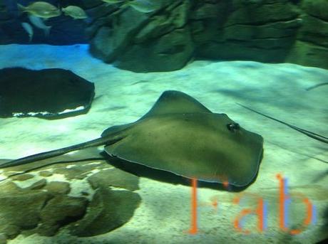 Canada - Aquarium de Toronto