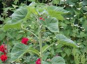 Calendrier lunaire septembre octobre 2016