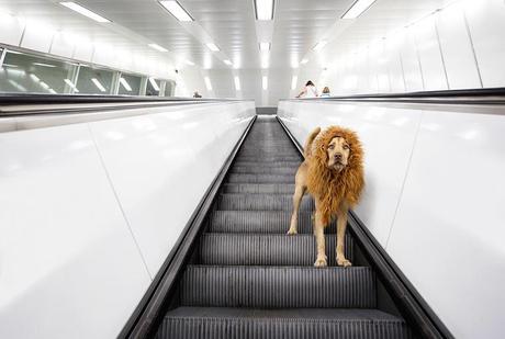 Venez voir ce chien déguisé en lion dans les rues de Hambourg !
