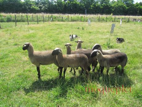 France - Balade du 29 juin - 2
