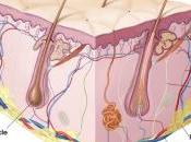 CICATRISATION: glandes sudoripares, l'arme secrète pour mieux cicatriser Aging Cell
