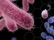 ALZHEIMER: antibiotiques contre démence? Scientific Reports