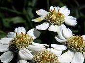 Achillée sternutatoire (Achillea ptarmica)