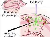 ÉPILEPSIE: pompe ionique éteint crise niveau pixel neuronal PNAS