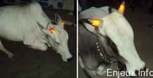 L’Inde vent rendre les cornes de vaches phosphorescentes pour réduire le nombre d’accidents