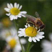 abeilles1