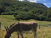 Carte postale Dôme d'en