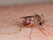 ZIKA: s'attaque aussi fibres sensorielles Journal Neurological Sciences