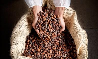 Les bienfaits du cacao reconnus Enviro2B
