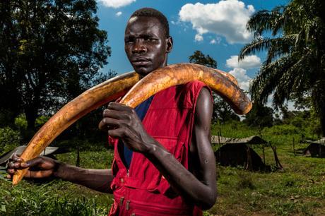 Nature, 2e prix – Histoire (photo 2) Brent Stirton, Afrique du Sud, Getty Images pour National Geographic – Titre : Guerre de l’ivoire Michael Oryem, 29 ans, braconnait des éléphants pour le compte de la Lord’s Resistance Army (LRC), principalement en activité dans le parc national de Garamba en RDC. Il raconte avoir été mandaté par le chef de la LRC, Joseph Kony, pour amener l’ivoire au Darfour (Soudan) afin de procéder à un échange avec l’armée soudanaise. Oryem a fait défection de la LRA puis a mené les forces ougandaises jusqu’à une cache où il avait préalablement dissimulé de l’ivoire. Il transporte deux des six défenses qu’il avait camouflées. 