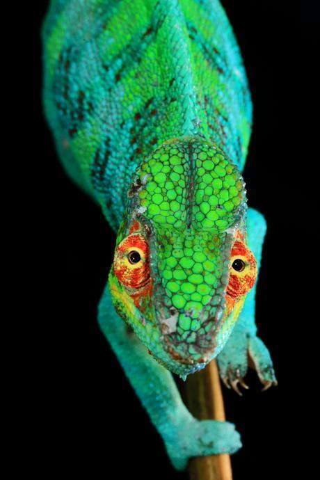 Nature, 3e prix – Histoires (photo 3) Christian Ziegler, Allemagne, pour le National Geographic Caméléon sous pression Un mâle dominant, d’un rare turquoise pour un caméléon panthère, affiche ses couleurs. 