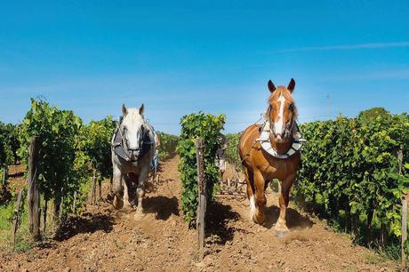 Percherons au travail dans les vignes  bio du Château Le Puy, en Gironde.