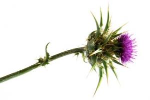 CANCER COLORECTAL: Curcumine et silymarine, la piste phytochimique  – Journal of Cancer