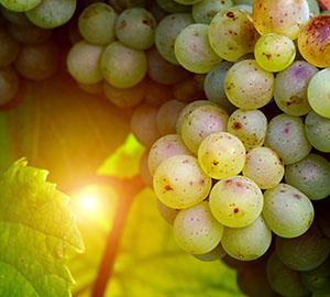 Le raisin et ses secrets
