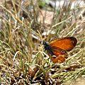 Un petit papillon attrayant : le procris corse...