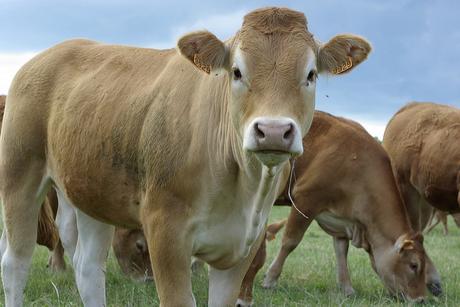 Le lait artificiel fera-t-il disparaître les vaches bientôt ?