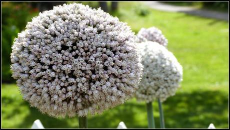 Jardins Métis : L’envoûtement floral