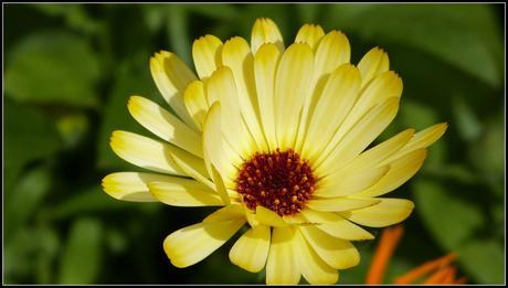 Jardins Métis : L’envoûtement floral