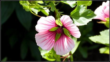 Jardins Métis : L’envoûtement floral