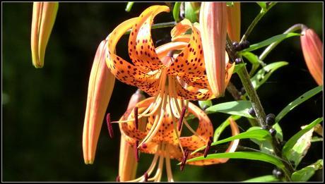 Jardins Métis : L’envoûtement floral