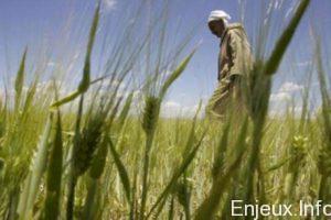 La production des céréales connaît encore une baisse en Algérie