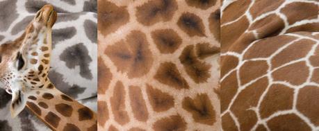 Guessing game with Giraffes.