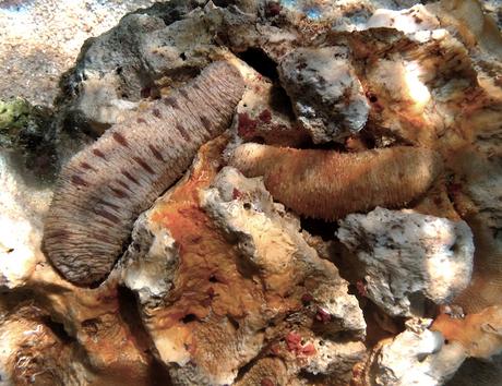 À Madagascar, trafic et corruption pour piller le concombre de mer JPEG - 518.3 ko
