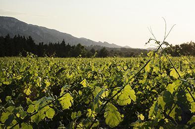 Intervins Sud-Est, Bouches du Rh™ne, Chateau Romanin