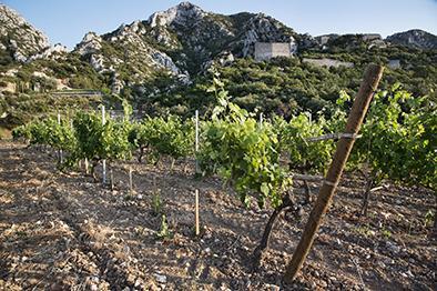 Intervins Sud-Est, Bouches du Rhône, Chateau Romanin