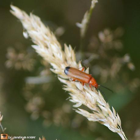 Des guêpes utiles prédatrices d'insectes et de chenilles