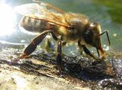 Comment identifier abeilles sauvages