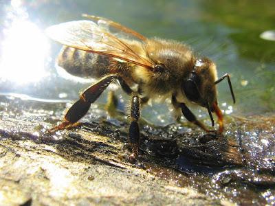 Comment identifier les abeilles sauvages ?