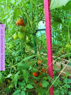 Ma belle récolte de tomates au jardin