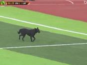 VIDÉO. chien prive Cap-Vert d'un face Libye