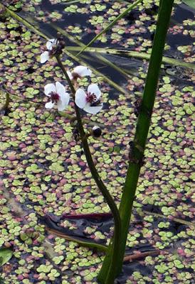 Sagittaire à feuilles en flèche, Flèche d'eau (Sagittaria sagittifolia)
