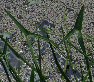 Sagittaire à feuilles en flèche, Flèche d'eau (Sagittaria sagittifolia)